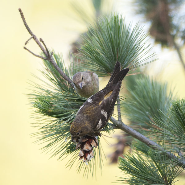 Kirjosiipikäpylintu, Two-barred Crossbill, Loxia leucoptera